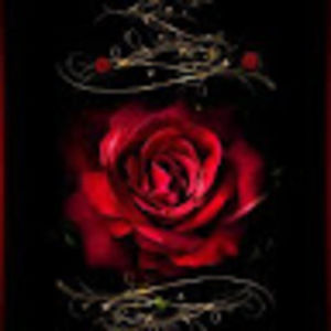 Meet your Posher, Bobbie